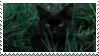 green black cat stamp
