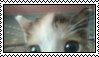small cat stamp